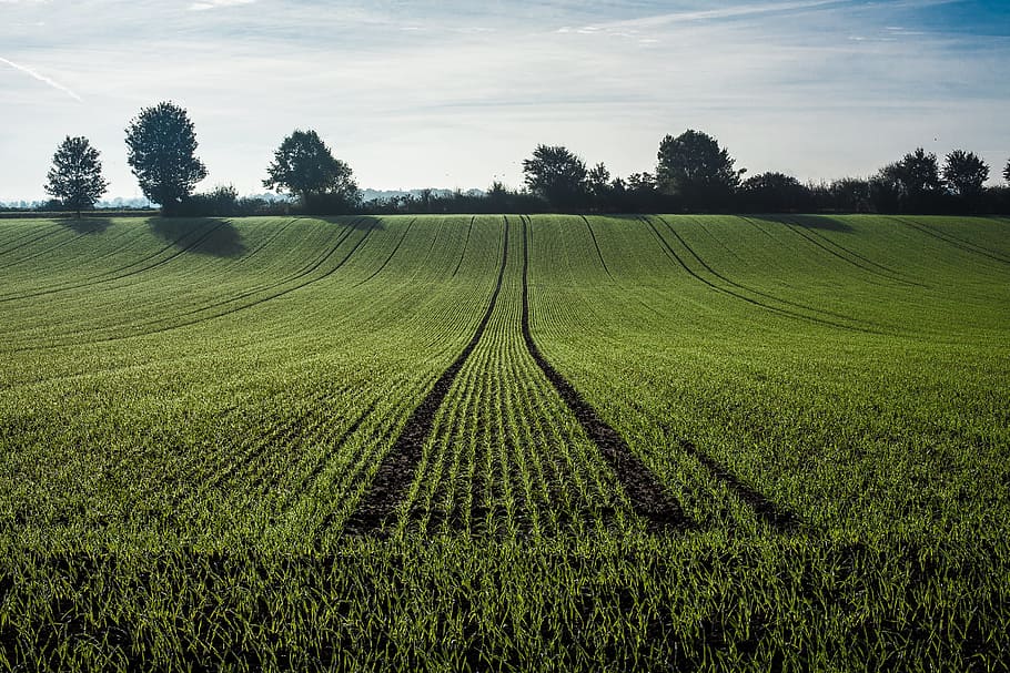 green grass field, agriculture, getreideanbau, cereals, cornfield, HD wallpaper