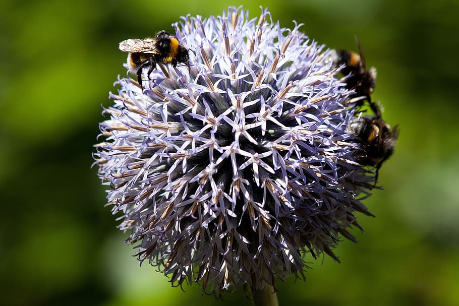 globe thistle, echinops, composites, flora, plant, bumblebees HD wallpaper