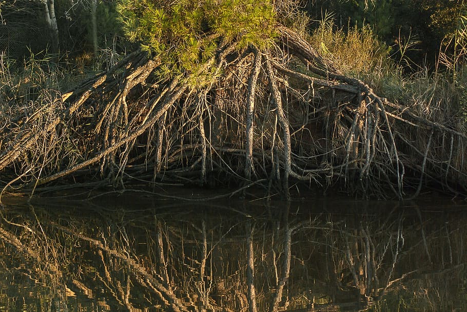 Roots, Trees, Reflections, River, Marsh, nature, water, swamp HD wallpaper