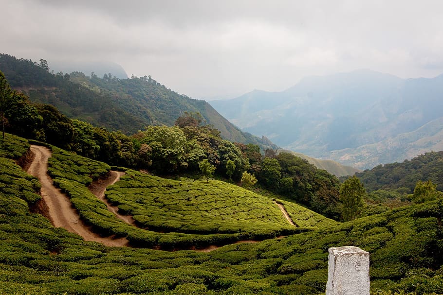 Green tea plantations in Munnar, Kerala, India Stock Photo - Alamy