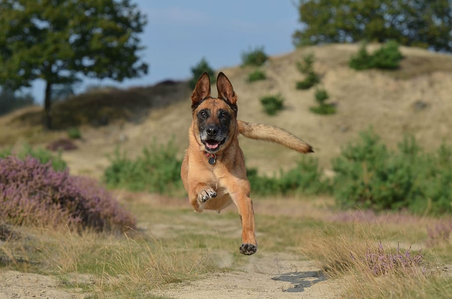 tan Belgian malinois jumps near green grass at daytime, powerful HD wallpaper