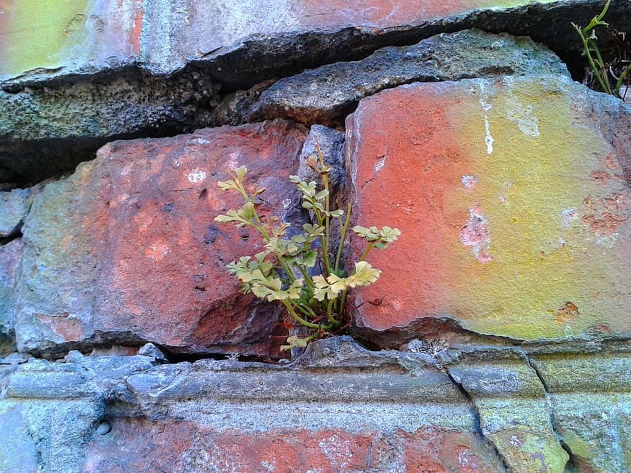 brick, plant, building, day, close-up, no people, growth, textured HD wallpaper