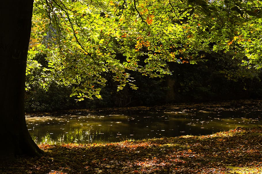 nature, leaf, tree, autumn, wood, schönwetter, waters, landscape HD wallpaper