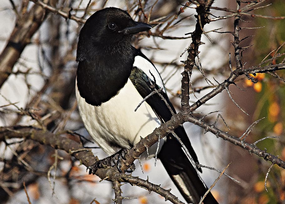 pie, bird, branches, nature, tree, ornithology, feathers, urban birds HD wallpaper