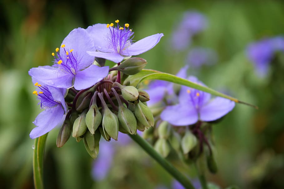 macro photography of purple violet flower, blossom, spring HD wallpaper