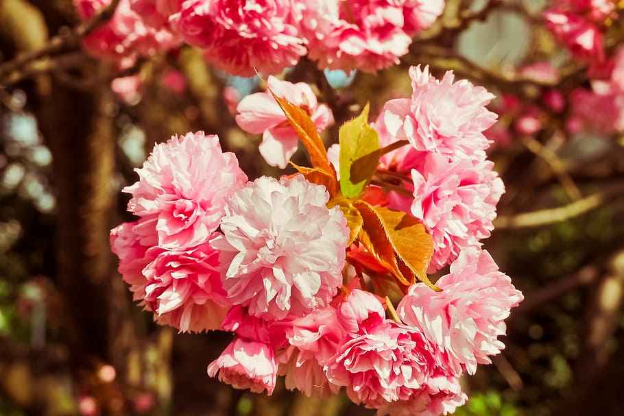 pink flowers, cherry blossom, tree, spring, flowering trees, nature, HD wallpaper