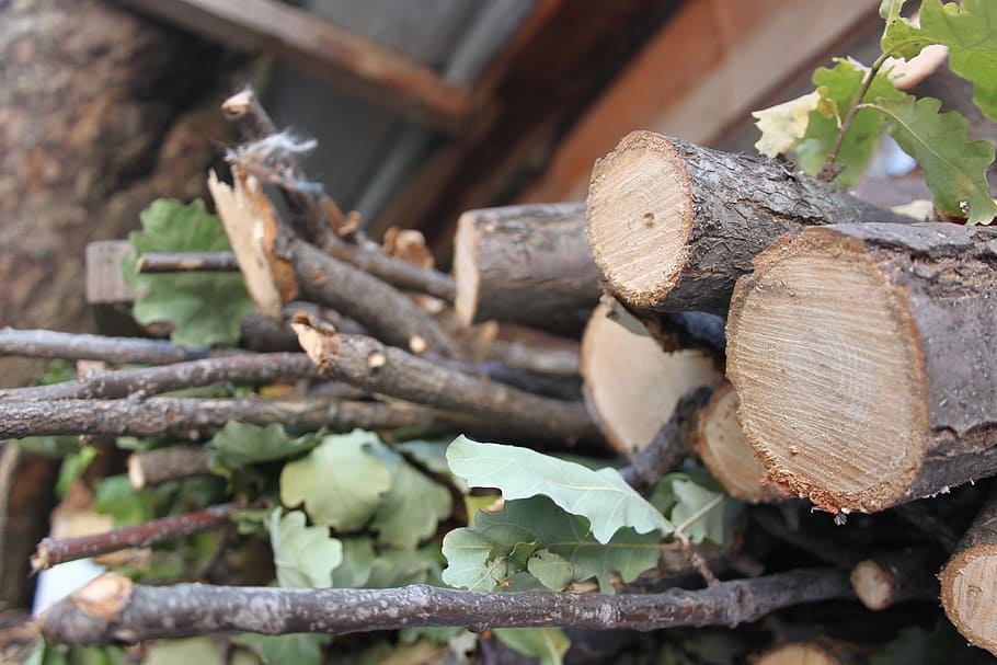 tree, logs, firewood, timber, wood - material, forest, stack HD wallpaper