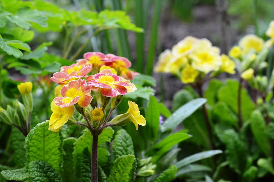 primula, rosa, after the rain, spring, dew drops, flower, flowering plant HD wallpaper