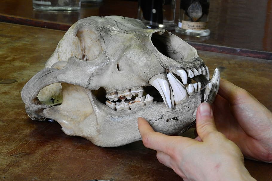 Bear, Ursus, Skull, Bones, Teeth, Jaw, human body part, human hand HD wallpaper