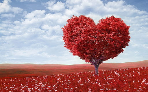heart-shaped tree on red field under blue sky, outdoors, flowers HD wallpaper