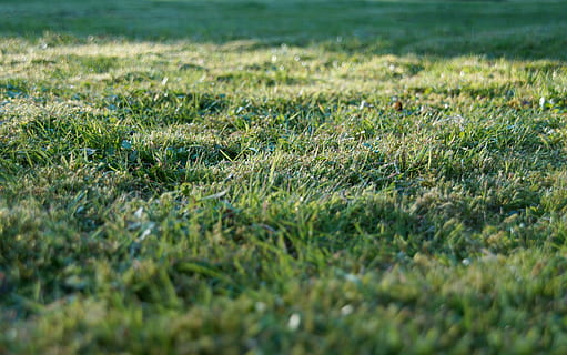 green grass during daytime, rush, garden, texture, nature, juicy HD wallpaper