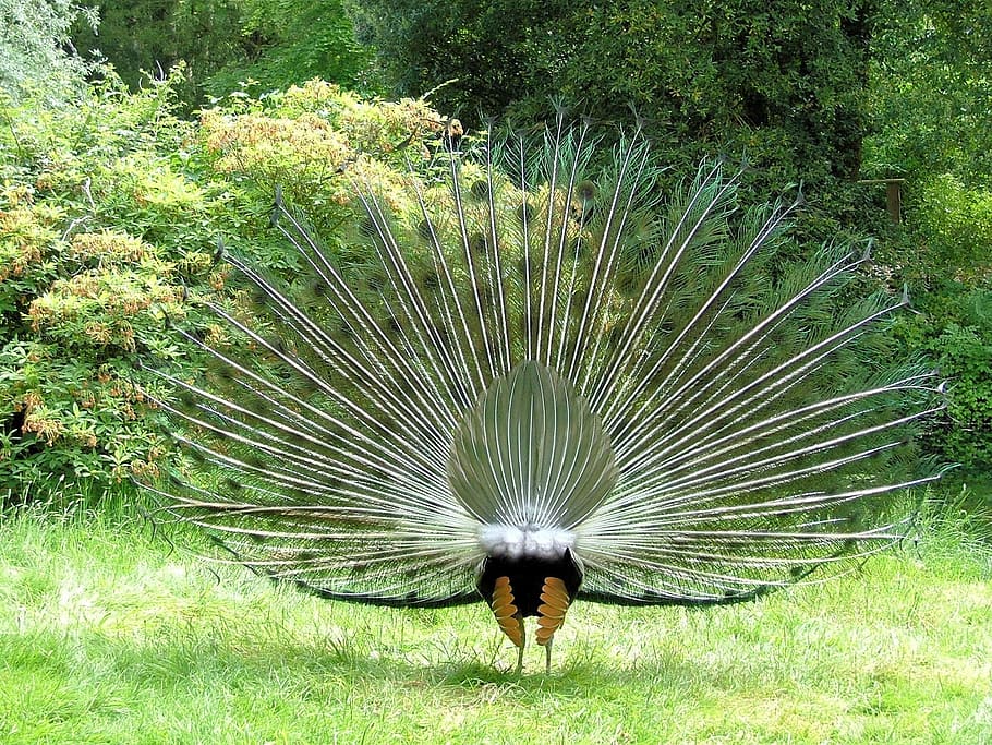 standing Peacock, peafowl, tail, feathers, plumage, male, rear HD wallpaper