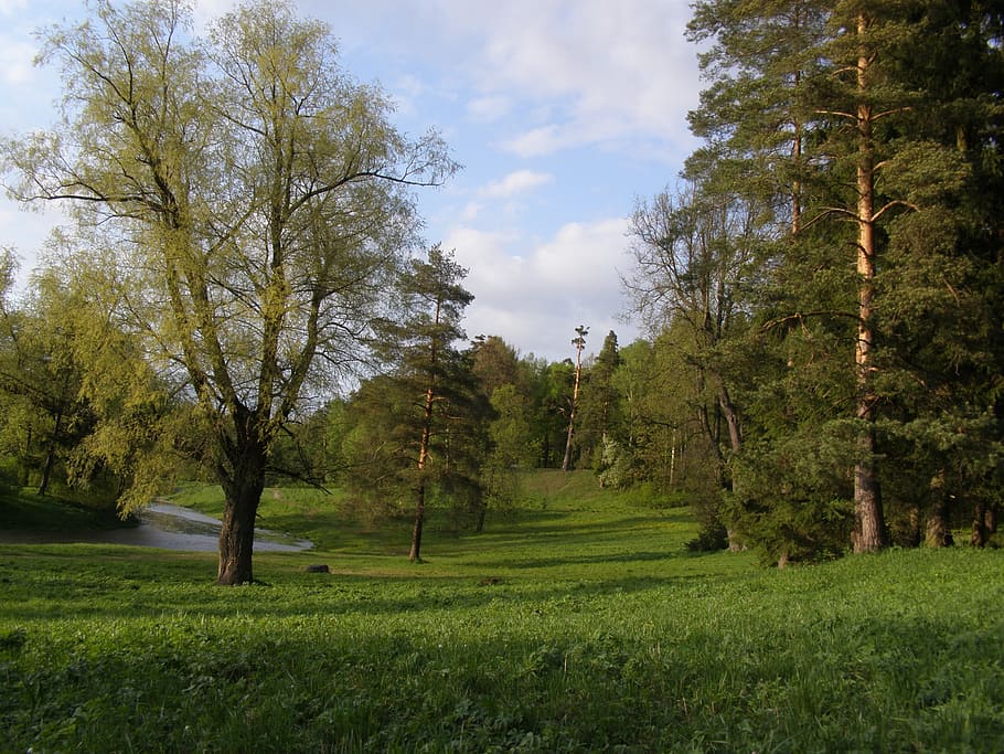 spring, tree, green, lane, bridge, river, sky, plant, beauty in nature HD wallpaper