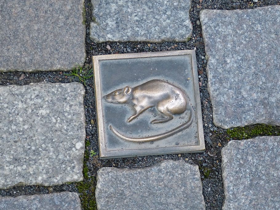 hamelin, image, mouse, rat, mouse trap, road, animal, paving stone HD wallpaper