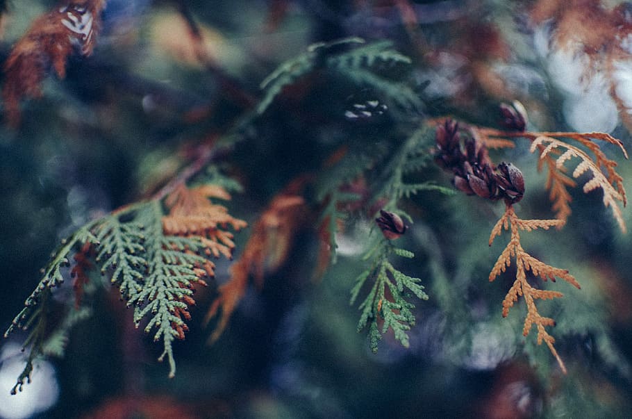 selective focus photography green and brown leaf plants, selective focus photography of green and brown pine tree HD wallpaper