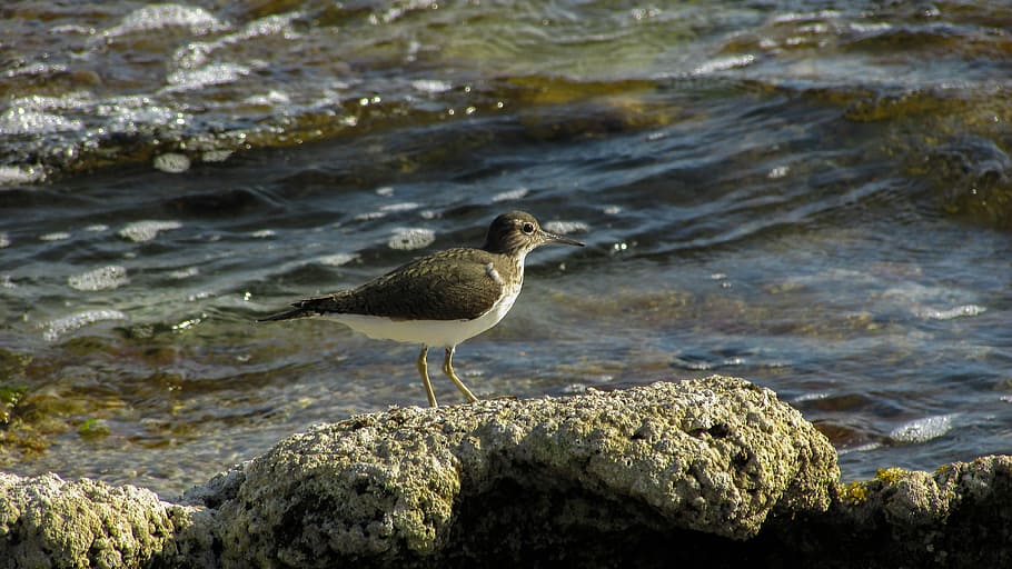 Cyprus, Stint, Seabird, Migratory, nature, wild, fauna, one animal HD wallpaper