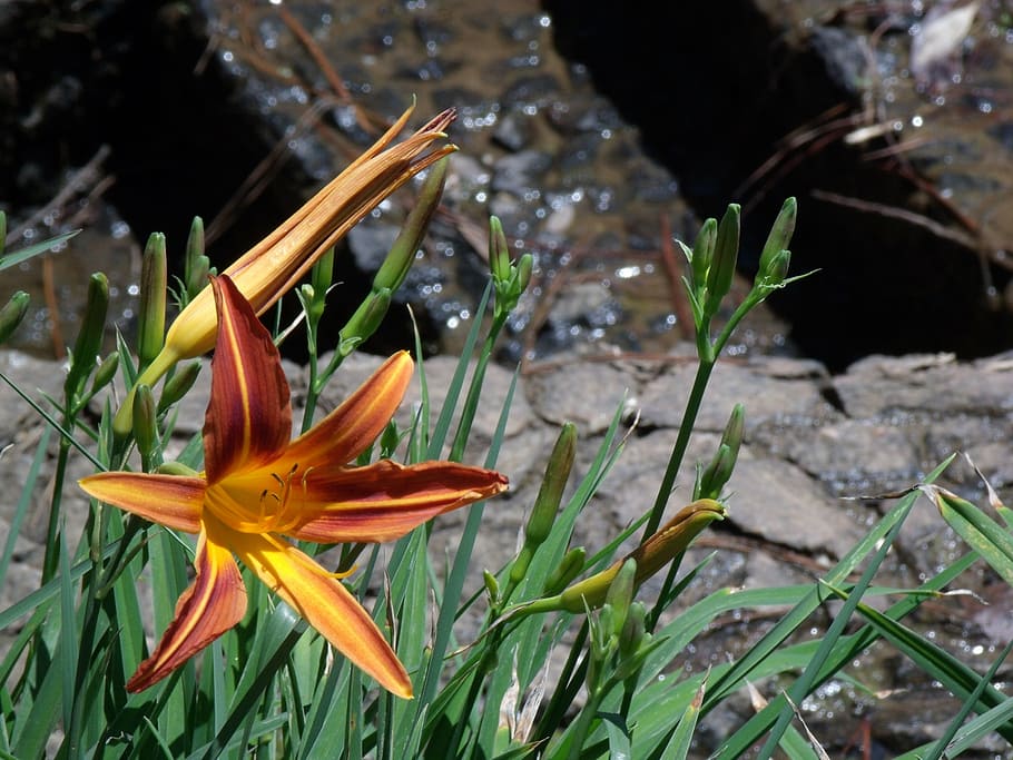 flower, water, green, flowering plant, fragility, vulnerability HD wallpaper