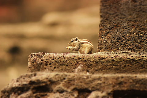 squirrel, cute, small, wildlife, animal, brown, fur, mammal HD wallpaper