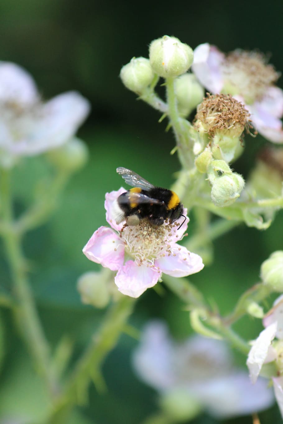 blackberry, hummel, pollination, nectar, close, summer, pollen HD wallpaper