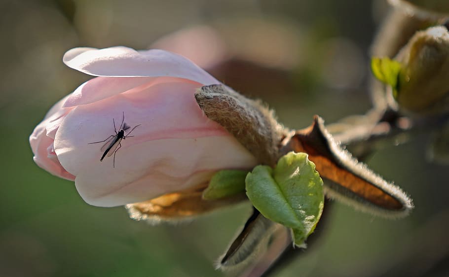 bud, insect, flora, close, macro, lichtspiel, garden, blossom HD wallpaper