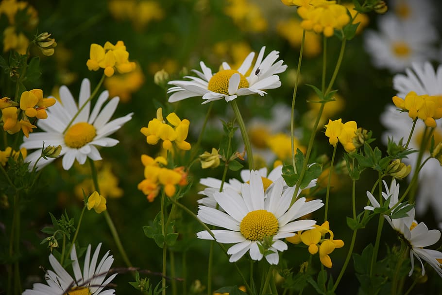 flower, yellow, daisy, flowering plant, freshness, vulnerability HD wallpaper