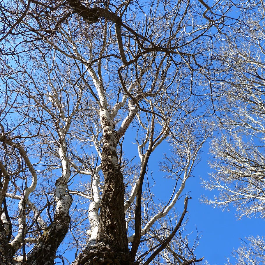 tree, branches, trunk, nature, sky, blue, low angle view, plant HD wallpaper