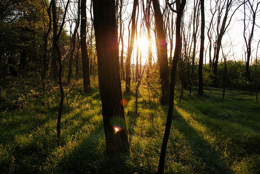 backlit, bright, daylight, forest, grass, landscape, nature HD wallpaper
