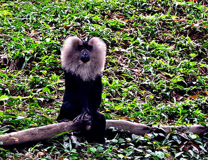lion, tailedm, macaque, forest, wild, life, monkey, wildlife HD wallpaper