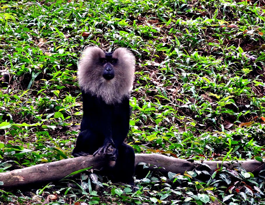 lion, tailedm, macaque, forest, wild, life, monkey, wildlife HD wallpaper