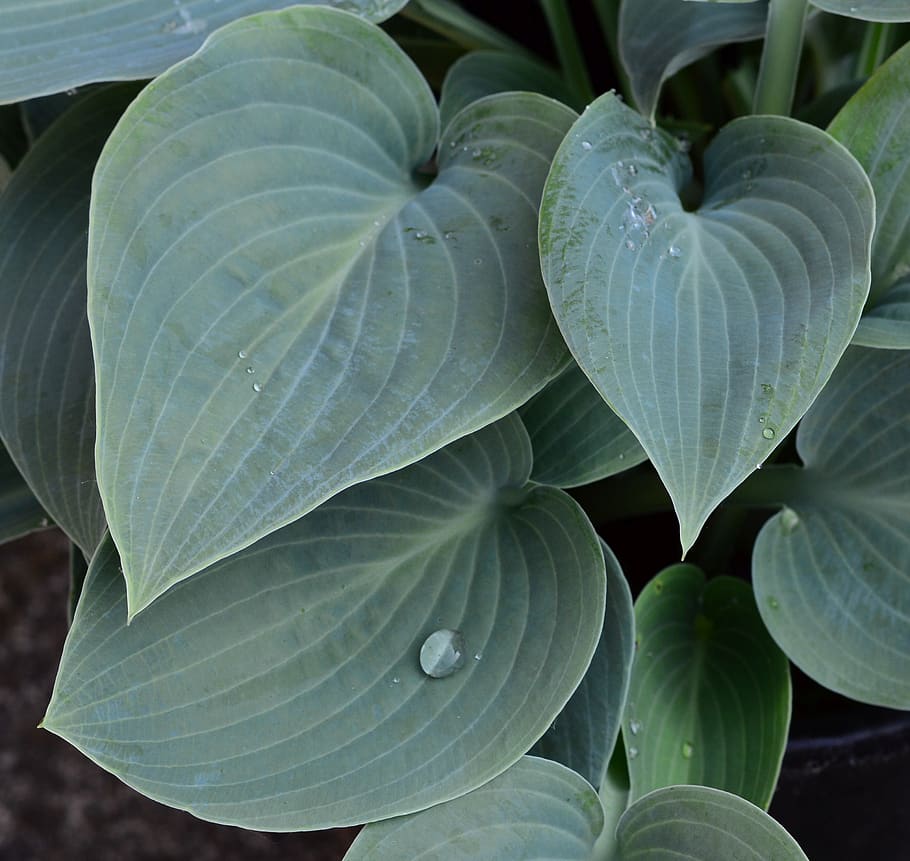 HD wallpaper: plantain lily, hosta, big daddy, green, leaf, leaves