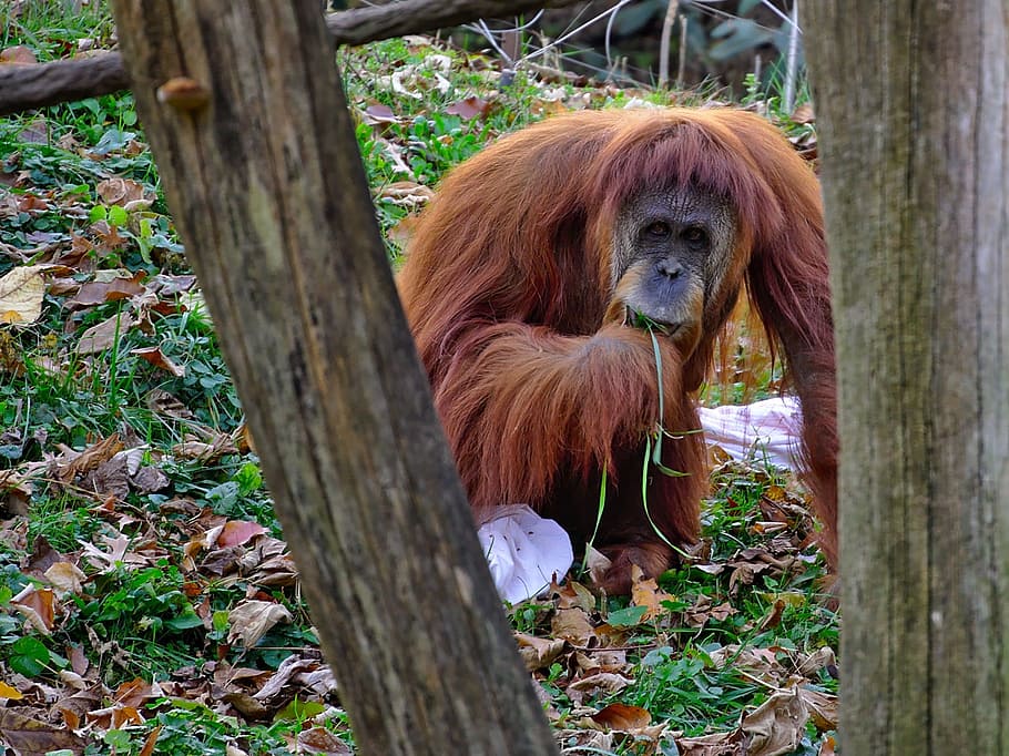 Orangutang, Primate, Ape, wildlife, nature, enclosure, zoo, HD wallpaper