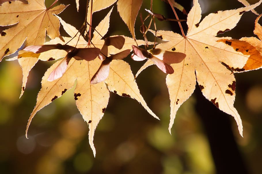 Maple, Autumn, Leaf, Orange, yellow, leaves, coloring, bright HD wallpaper