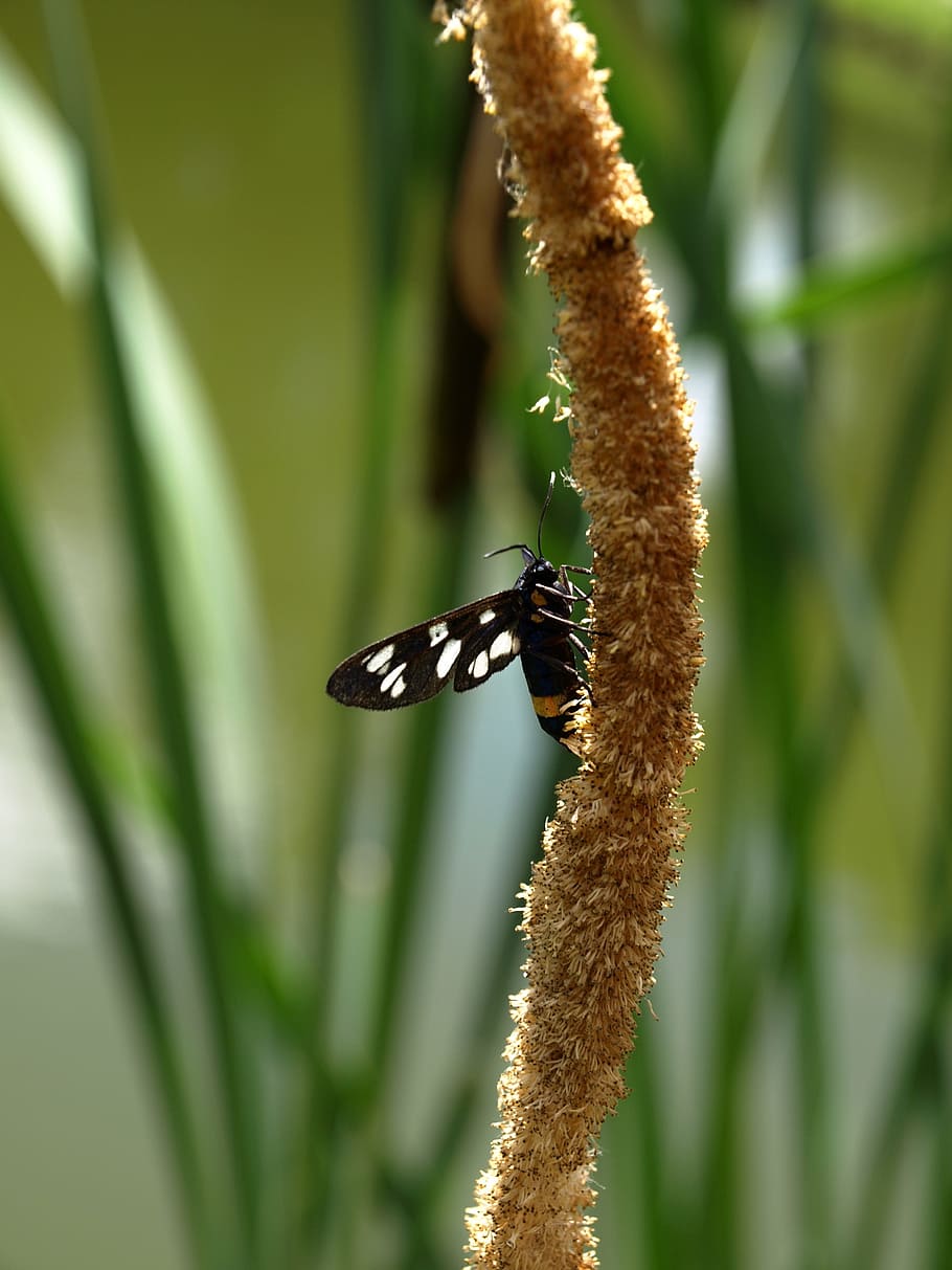 insects, nature, plant, animal wildlife, animal themes, animals in the wild HD wallpaper