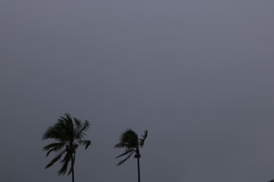 dark, sky, coconut, tree, plant, palm tree, tropical climate HD wallpaper