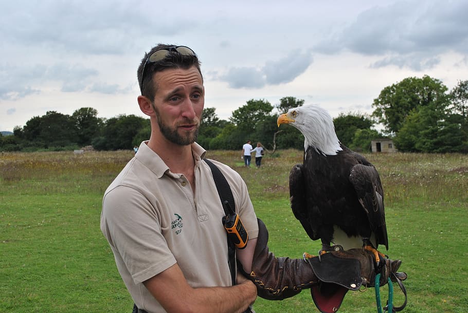 eagle, falconer, bird, man, zoo, training, vertebrate, real people HD wallpaper