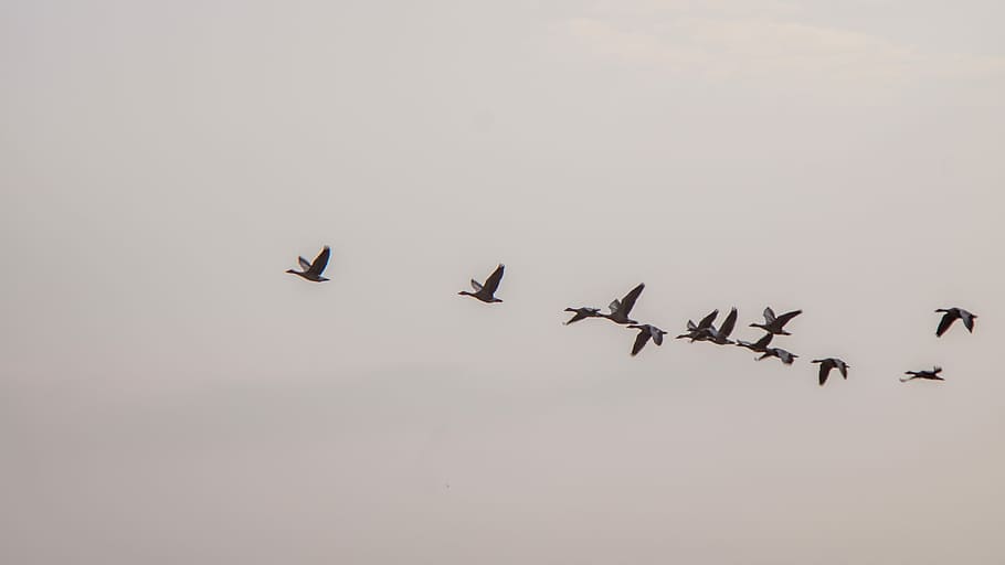 flock of birds flying, flock of bird fly on mid air, migratory bird HD wallpaper