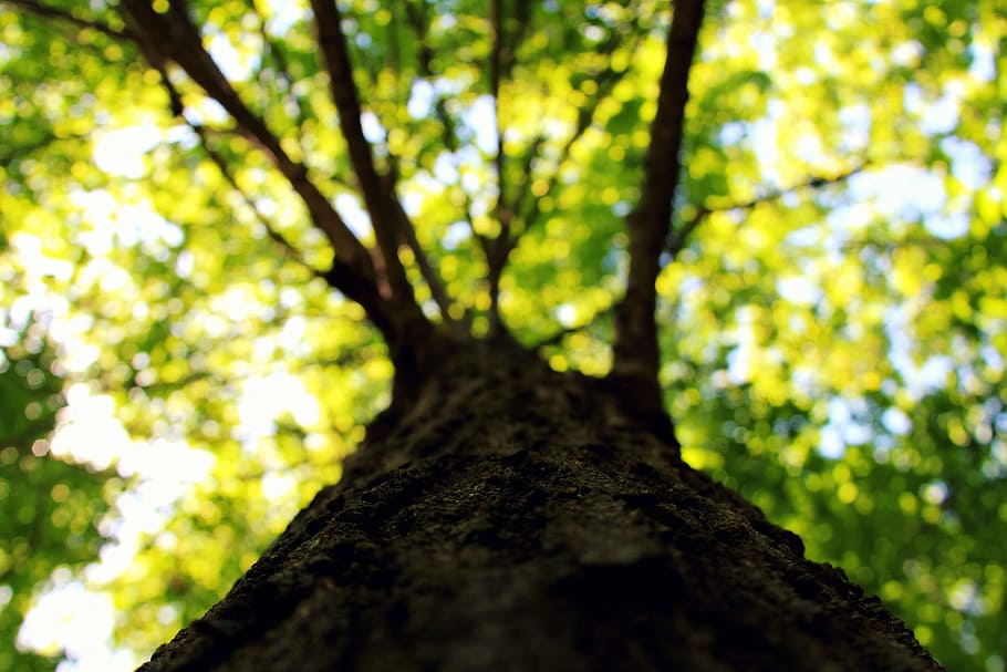 Tree, Nature, Environment, Leaf, green, summer, grass, natural HD wallpaper