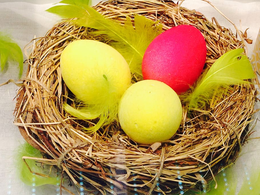 egg, easter, nest, feather, food, animal nest, celebration HD wallpaper