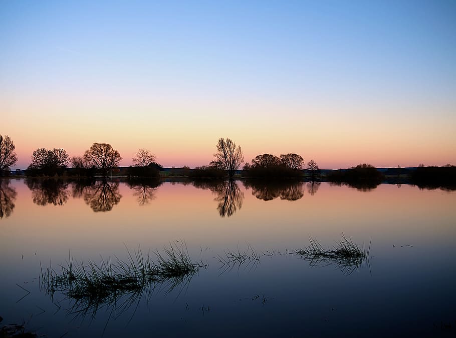 calm lake during golden hour, evening, tree, silhouette, background HD wallpaper