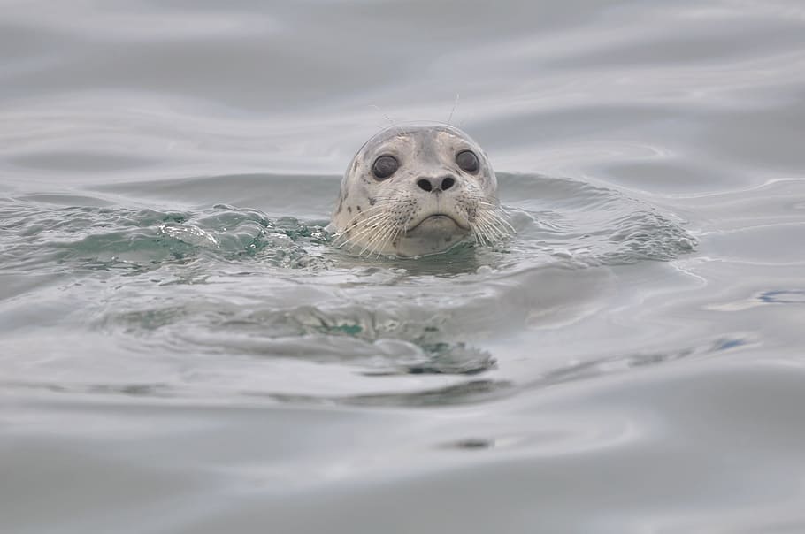 gray seal on body of water, harbor seal, swimming, ocean, wildlife, HD wallpaper