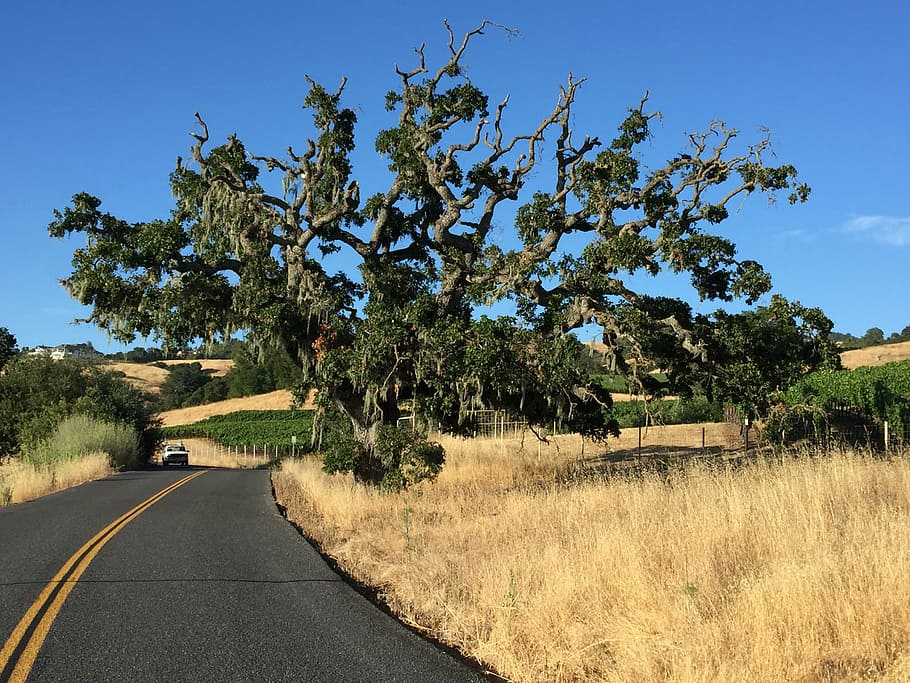 tree, sonoma, california, nature, rural Scene, road, landscape HD wallpaper