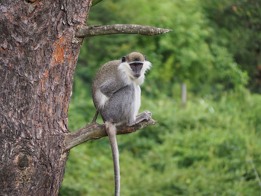 Monkey, Zoo, Animal, äffchen, one animal, animal wildlife HD wallpaper