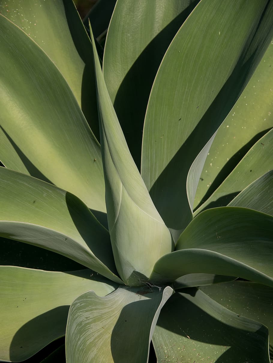 succulent, green, spikes, circle, foliage, garden, growth, plant part HD wallpaper