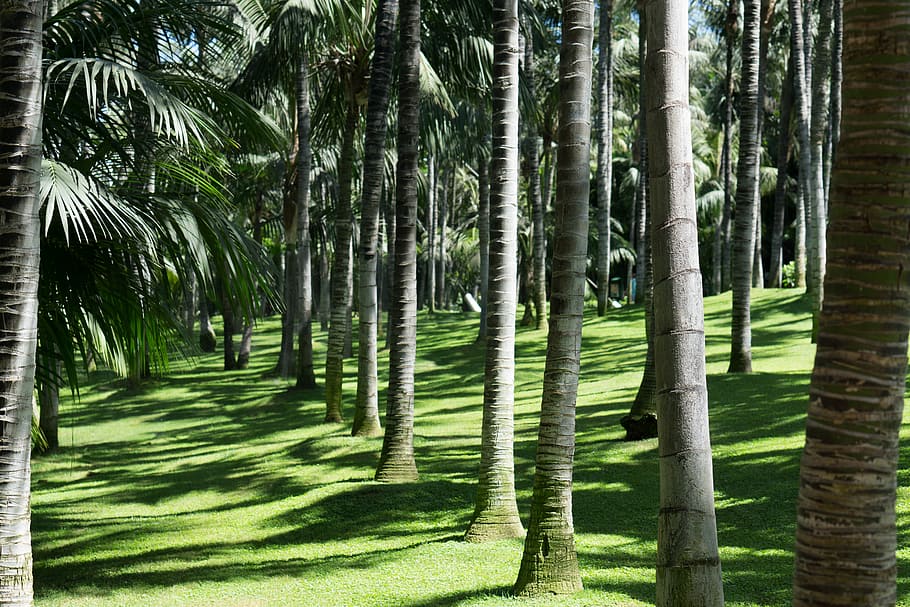 coconut trees at daytime, green palm trees taken at daytime, forest HD wallpaper