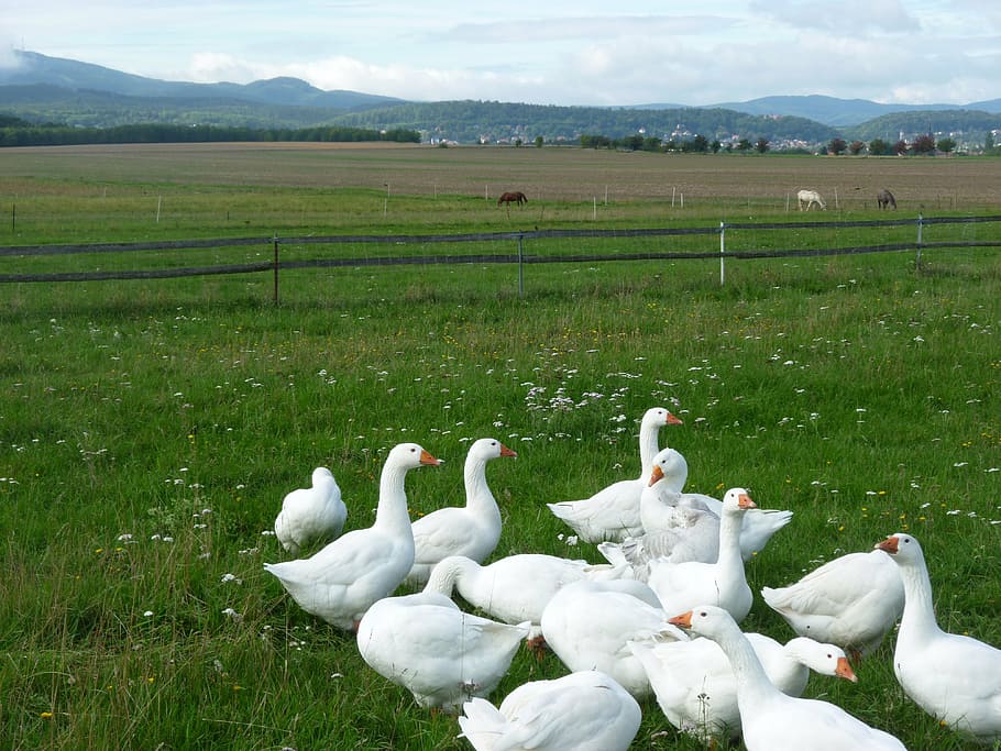 biogänse, pasture, thuringia germany, group of animals, animal themes HD wallpaper