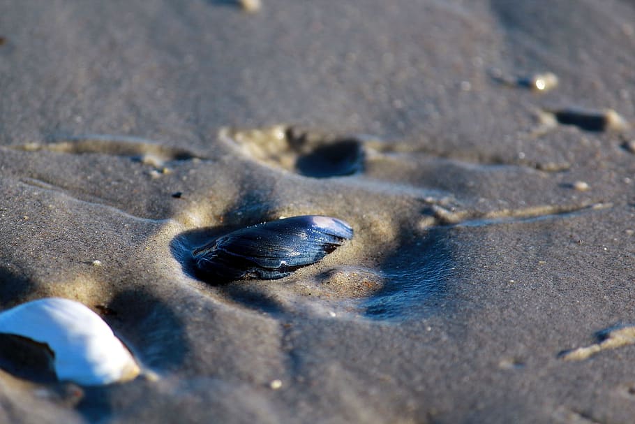 Sand, Beach, Holiday, Shell, Baltic Sea, flotsam, nature, mussel shells HD wallpaper