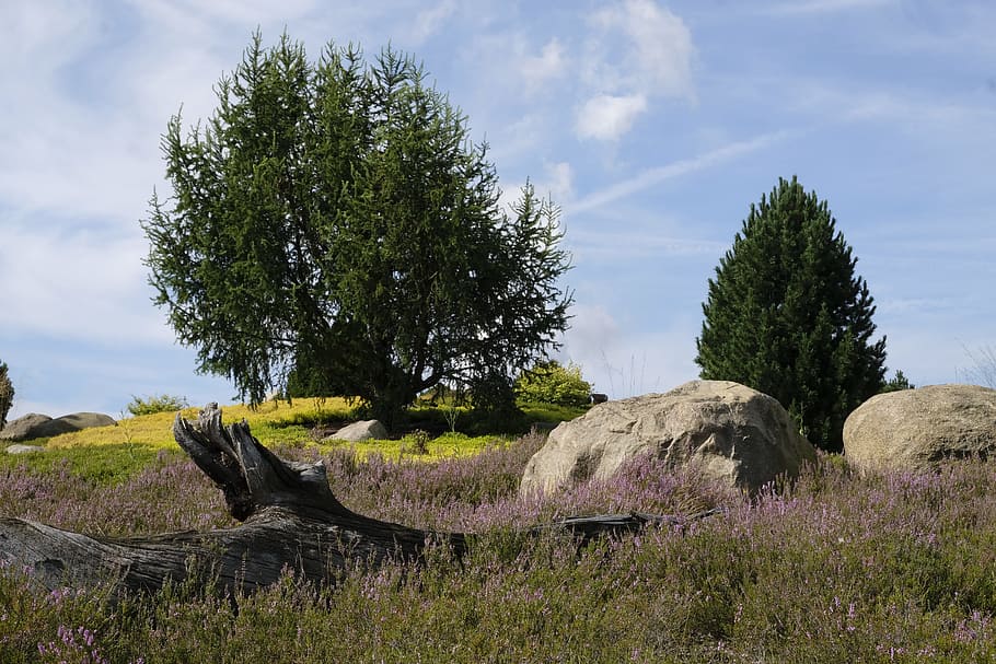 log, meadow, landscape, old, wood, nature, background, map HD wallpaper