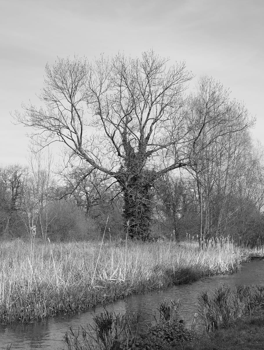 bare tree, ivy, autumn, trunk, branches, winter, outdoor, season HD wallpaper