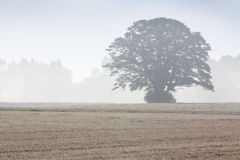 Tree, Arable, Field, Landscape, Forest, agriculture, autumn HD wallpaper
