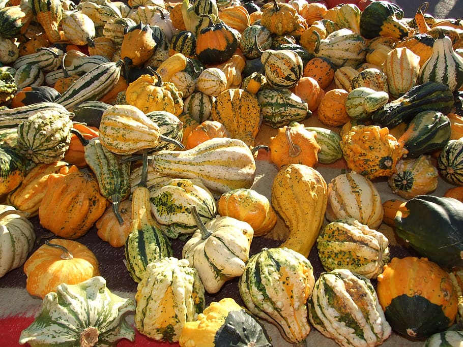 fall, fruit, squash, orange, food and drink, freshness, large group of objects HD wallpaper